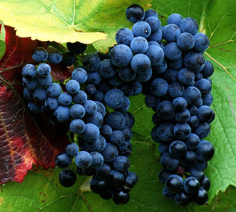酿造葡萄酒的常用葡萄酒品种